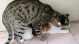 [Động vật] Trông mèo đực hộ người khác mà không ngờ mèo nhà tôi...