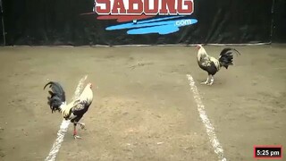 4cock derby champion gamit nila na mga Manok lahat galing sa akin. sinamahan ni lady luck