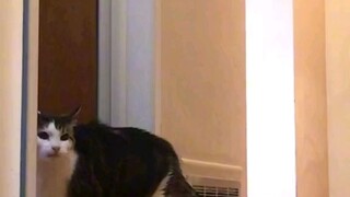 Meows again