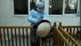 Panda: Obsessed with "Prison Break"