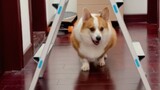 It turns out that Corgis really have blind spots in their vision.