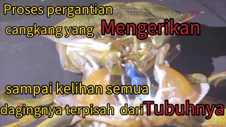 ngeri juga lihat proses pergantian cangkang yng dilakukan kepiting,sampai terpisah semua daging nya