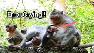 Baby Monkey Error Crying Very Loudly, What The Problem With Baby Monkey?, Baby Monkey Shout Loudly