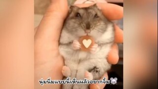 น่ารักไม่ไหววว