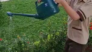 menyiram tanaman