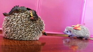 A Battle Between Two Hedgehogs