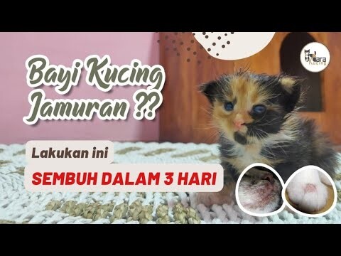 Cara Mengobati Bayi Kucing yang Jamuran