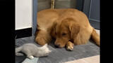 Thú cưng dễ thương | Chó Golden Retriever thích mèo nhỏ đến mức nào