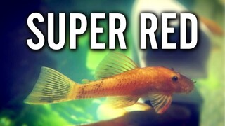 Unboxing Live Super Red Bristlenose Plecos