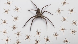 Khi một con nhện cao mặt trắng gặp 100 con nhện nhỏ, giết hết chúng?