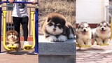 Tik Tok Chó Con Dễ Thương ALASKA MẬP Ú ❤ Funny and Cute Pomeranian Videos