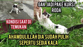 Alhamdulillah Kucing Jalanan Yang Lumpuh Ketabrak Akhirnya Sudah Sembuh Total..!