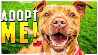 NEW // A Game For Animal Lovers That Will Warm The Heart // Animal Shelter Simulator Demo //
