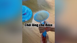 Vấn nạn mang tên Lông :)))) cat mèo