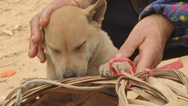 [Animals]The current situation of Chinese rural dog