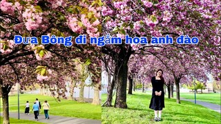 Cho Bông đi ngắm hoa anh đào, sau vào viện thăm ba, Mai le cuộc sống ở Pháp