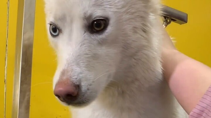 Mencuci seekor husky putih yang tidak biasa, tiga bintang dalam kesulitan