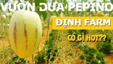 Ghé xem Vườn dưa Pepino - Định Farm nổi rần rần tại Đà Lạt | Ăn Liền TV