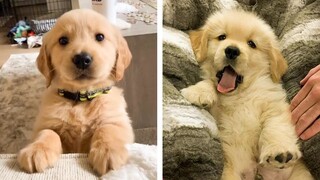 😍Lovely and Cute Goldens that Make you Happy to Watch Every Day🐶| Cutest Puppies