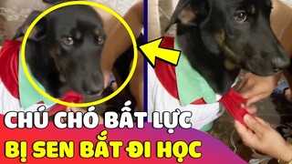 Chú chó 'BẤT LỰC' khi cả đêm thức canh nhà sáng dậy còn 'BẮT ĐI HỌC' khiến cả nhà cười xỉu 😅 Gâu Đần