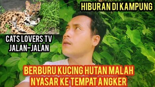 Berburu Kucing Hutan Malah Nyasar Cats Lovers Tv Jalan-Jalan Episode Hiburan..!