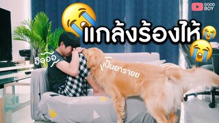 แกล้งหมา ร้องไห้ และแกล้งเป็นบ้า บอยจะทำยังไง ?? || กู๊ด บอย x Hana Pet