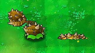 Cây mới: Bình đựng dưa hấu gai