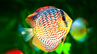 Cara merawat Ikan Discus di aquarium