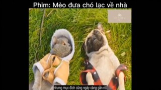 Tóm tắt phim: Mèo đưa chó lạc về nhà p2 #VideoHayNhất