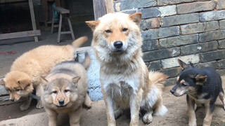 [Hewan]Anjing Kampung Hebat yang Bisa Menangkap Tikus dan Kucing