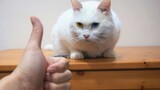 Cara Mengatasi Kucing Sembarangan Membuang Barang, Sangat Efektif