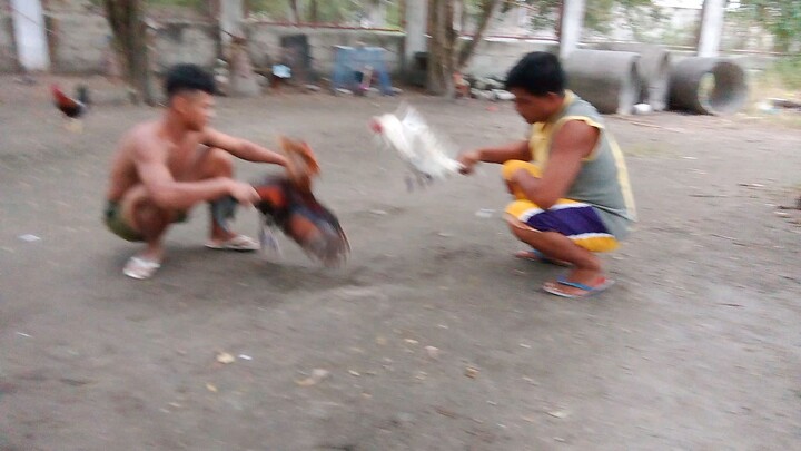 spar Muna tau