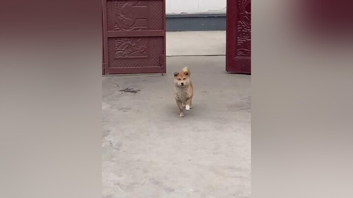 hết nhạc con về😅😅😅nhún cả ngày cũng dc 😅😅🥰🥰🥰🥰 petlover TuHaoDaSac trending TikTokDieuKy pet chócute