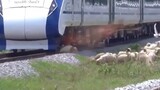 High-speed rail smashes fat sheep