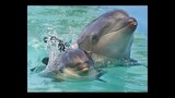 Haarp Dolphin
