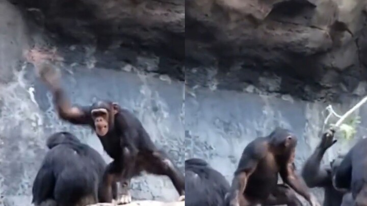 小猩猩用石头故意砸游客，其爸爸高举树枝缓缓现身，下一秒爆笑了
