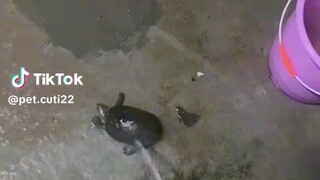 Cute Turtle 😻