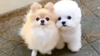 【Cute Pets】Can't stop repalying it