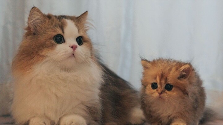 Dangdang kitten sees his father for the first time