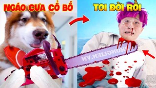 Thú Cưng Vlog | Ngáo Husky Troll Bố #32 | Chó husky vui nhộn thông minh | Dog husky funny smart