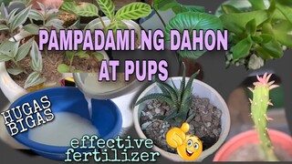 HUGAS BIGAS / RICE WATER EFFECTIVE ORGANIC FERTILIZER || PAMPADAMI NG DAHON AT PUPS