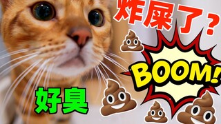 家里粪坑炸了！臭的猫咪全体起立！