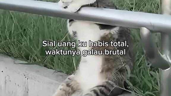 video kucing+kata-kata