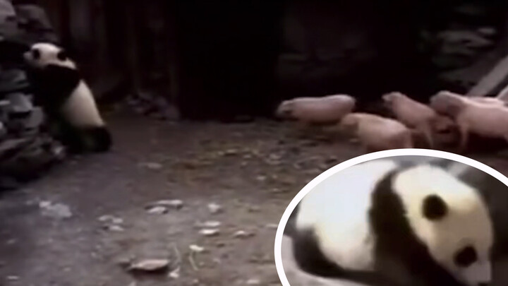 Animal | A Wild Panda Baby Visits The Village