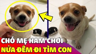 Đang tuổi 'ĂN CHƠI' mà bắt làm mẹ, chú chó 'LẠC MẤT CON' phải xin sen đem về 😳 Gâu Đần