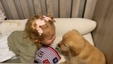 Công chúa nhỏ thức dậy và thấy chú chó lông vàng nhỏ đang ngủ bên cạnh