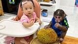 [Hewan]Monyet kecil dan bayi manusia makan durian bersama