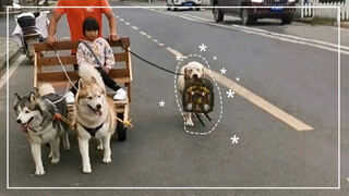 Fact behind story that two huskies pull the cart makes me emotional