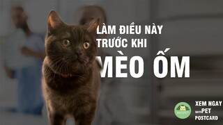 Dừng ngay cách chăm sóc mèo kiều này lại khi mèo bị ốm!