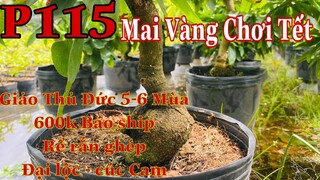 Mai vàng chơi tết p115 | 0902166514  C .Phương | Giảo Thủ Đức Ghép 5-6 Mùa Giá 600k Bao Ship